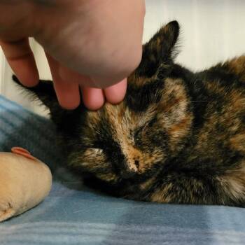 Sable -  Domestic Short Hair Cat for Adoption in Columbia, Missouri - Sable | PetCurious