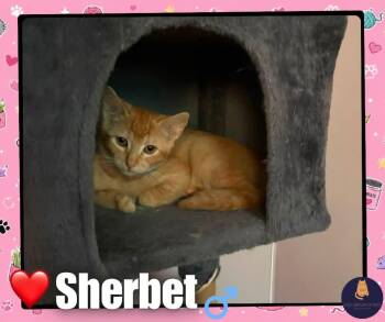 Sherbet kitten -  Domestic Short Hair Cat for Adoption in Enfield, Connecticut - Sherbet Kitten | PetCurious