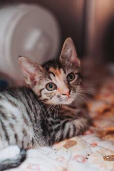 94824A Bonnie -  Domestic Short Hair Cat for Adoption in North Charleston, South Carolina - 94824A Bonnie | PetCurious