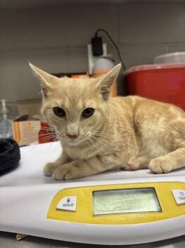 TANG -  Domestic Short Hair Cat for Adoption in Indianapolis, Indiana - TANG | PetCurious