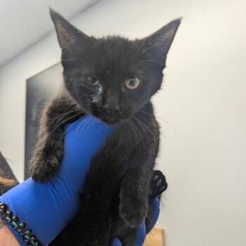 Brie -  Domestic Short Hair Cat for Adoption in Watertown, New York - Brie | PetCurious