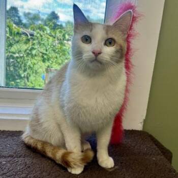 K-Cup -  Domestic Short Hair Cat for Adoption in East Montpelier, Vermont - K-Cup | PetCurious