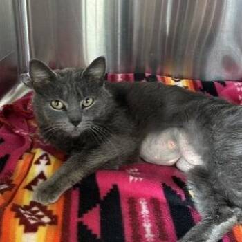 Domestic Short Hair Cats Available for Adoption in Knoxville, Tennessee - Pickle | PetCurious