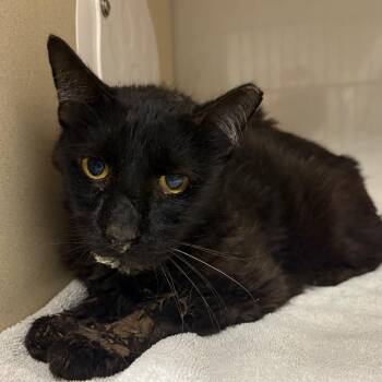 Saturn -  Domestic Short Hair Cat for Adoption in Yuma, Arizona - Saturn | PetCurious