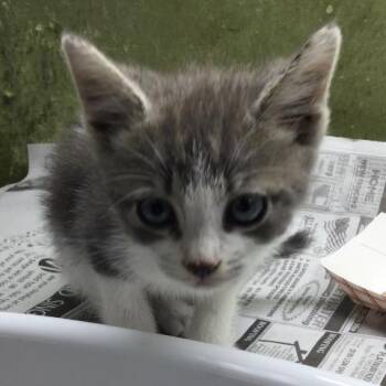 MOUSE -  Domestic Short Hair Cat for Adoption in Riverside, California - MOUSE | PetCurious