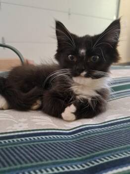 Oreo -  Domestic Long Hair Cat for Adoption in Avon, New York - Oreo | PetCurious