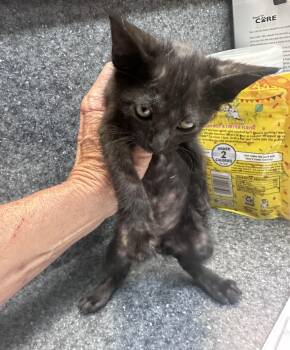 Allen -  Domestic Short Hair Cat for Adoption in Dyersburg, Tennessee - Allen | PetCurious