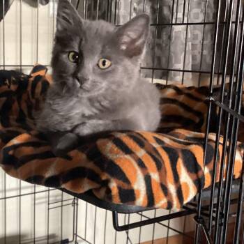 Rescue American Shorthair Cats for Adoption in Reeseville, Wisconsin - Thor | PetCurious