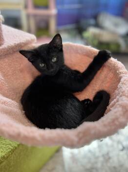 Flower -  Domestic Short Hair Cat for Adoption in Courtenay, British Columbia - Flower | PetCurious