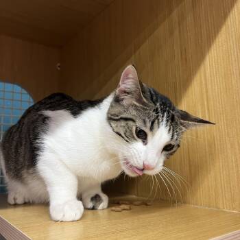 Domestic Short Hair Cats Available for Adoption - Lance & Lily | PetCurious