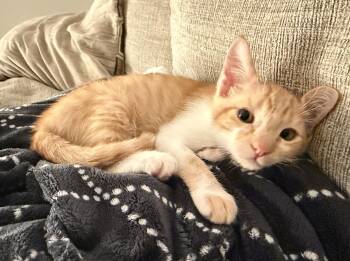 Cheddar (A143589) -  Domestic Short Hair Cat for Adoption in Burbank, California - Cheddar (A143589) | PetCurious