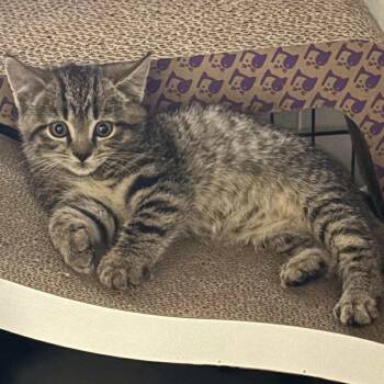 Rescue Domestic Short Hair Cats for Adoption in Winchester, Virginia - Serenity | PetCurious