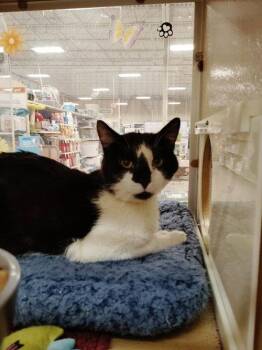 Gordon -  Domestic Short Hair Cat for Adoption in East Greenwich Township, New Jersey - Gordon | PetCurious