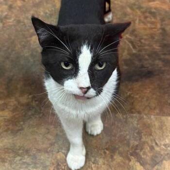 Domestic Short Hair Cats Available for Adoption - Winston | PetCurious