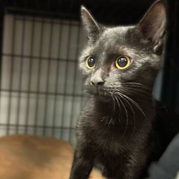 Rescue Domestic Short Hair Cats for Adoption in Davenport, Iowa - Vina | PetCurious