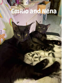 Rescue Domestic Short Hair Cats for Adoption in Gardena, California - Nena | PetCurious