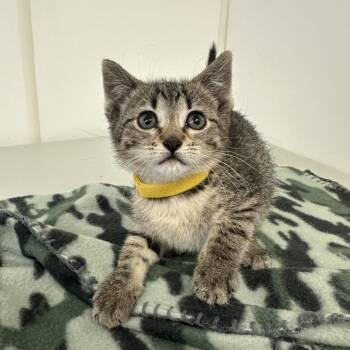Chicago -  Domestic Short Hair Cat Available for Adoption in Milford, Iowa - Chicago | PetCurious