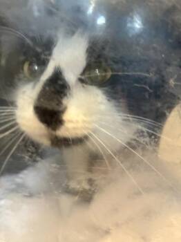 *swagarita* -  Domestic Short Hair Cat for Adoption in Salt Lake City, Utah - *swagarita* | PetCurious