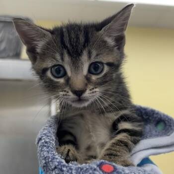 Skippy -  Domestic Short Hair Cat Available for Adoption in West Palm Beach, Florida - Skippy | PetCurious