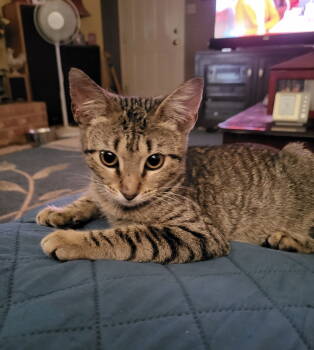 Rescue Tabby Cats for Adoption in Texarkana, Texas - Camo | PetCurious