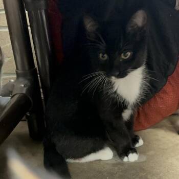 Frank Sinatra -  Domestic Short Hair Cat for Adoption in Davenport, Iowa - Frank Sinatra | PetCurious
