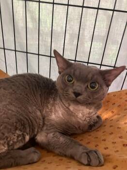 Devon Rex Cats Available for Adoption in Lunenburg, Massachusetts - Oliver | PetCurious