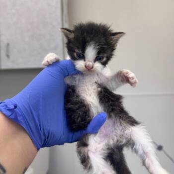 Domestic Short Hair Cats Available for Adoption in Columbiana, Alabama - MacGyver | PetCurious