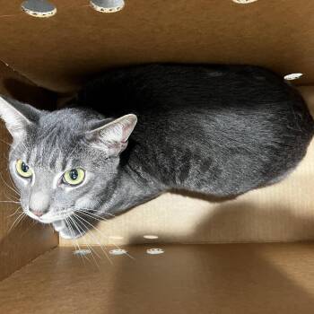 Domestic Short Hair Cats Available for Adoption in Tampa, Florida - Mylo | PetCurious