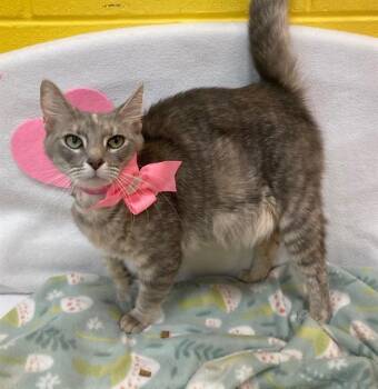 Domestic Short Hair Cats Available for Adoption - LULU | PetCurious