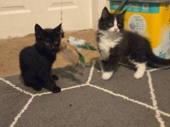 Rocks -  Domestic Short Hair Cat for Adoption - Rocks | PetCurious