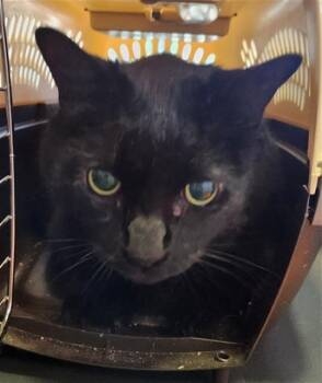 Mauser A217995 -  Domestic Short Hair Cat for Adoption in Plano, Texas - Mauser A217995 | PetCurious