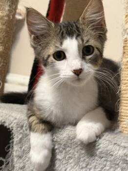 RALEIGH -  Tabby and Domestic Short Hair Cat for Adoption in Crystal River, Florida - RALEIGH | PetCurious