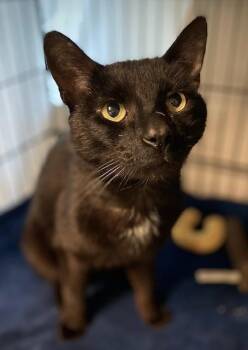 Domestic Short Hair Cats Available for Adoption in Duxbury, Massachusetts - Sherwin | PetCurious
