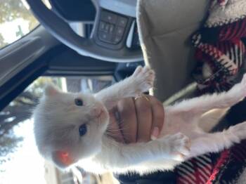 A1934947 -  Domestic Short Hair Cat for Adoption in Riverside, California - A1934947 | PetCurious