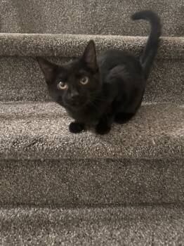 Rescue Domestic Short Hair Cats for Adoption - Sunshine | PetCurious