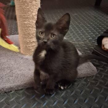 Domestic Short Hair Cats Available for Adoption in East Amherst, New York - Tippy Toes | PetCurious