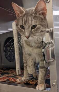 Domestic Short Hair Cats Available for Adoption in Dayton, Minnesota - Frosty | PetCurious