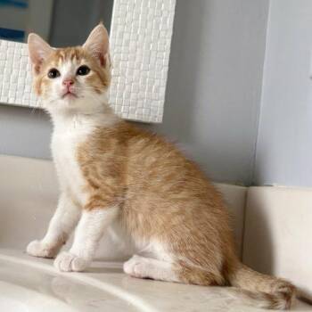 Maggie -  Domestic Short Hair Cat for Adoption in Knoxville, Tennessee - Maggie | PetCurious