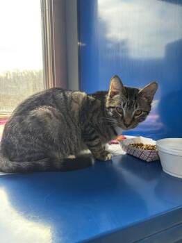 Domestic Short Hair Cats Available for Adoption - FERN | PetCurious