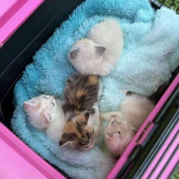 Rescue Domestic Short Hair and Siamese Cats for Adoption in Little Mountain, South Carolina - The Seinfeld Litter | PetCurious