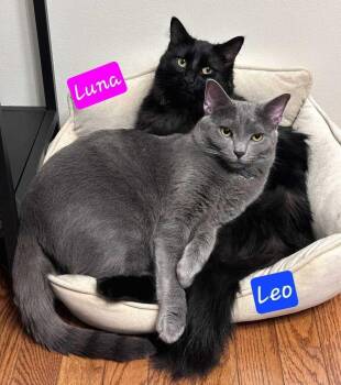 Leo -  Domestic Short Hair Cat for Adoption in Jessup, Maryland - Leo | PetCurious