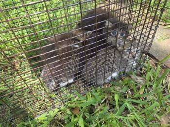 11 -  Domestic Short Hair Cat Available for Adoption in Houston, Texas - 11 | PetCurious