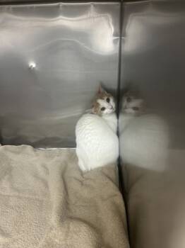 Rescue Domestic Short Hair Cats for Adoption in Houston, Texas - KITTEN 1 | PetCurious