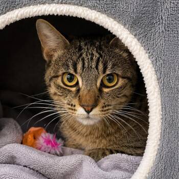 Willie -  Domestic Short Hair Cat for Adoption in Long Beach, California - Willie | PetCurious