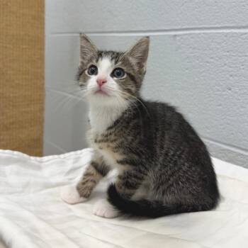 Klondike -  Domestic Short Hair Cat for Adoption in Marshall, Virginia - Klondike | PetCurious