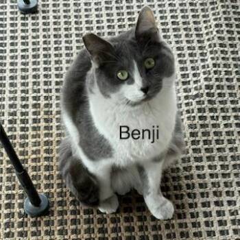 Domestic Short Hair Cats Available for Adoption - Benji | PetCurious