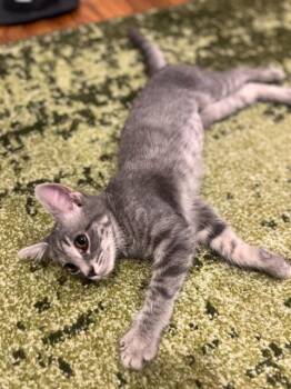 Circuit City -  Domestic Short Hair Cat for Adoption in Cincinnati, Ohio - Circuit City | PetCurious