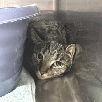 Eve -  Domestic Short Hair Cat for Adoption in Indianapolis, Indiana - Eve | PetCurious