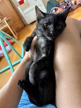 Sammy Davis Jr. -  Domestic Short Hair Cat for Adoption - Sammy Davis Jr. | PetCurious
