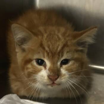 Mojo Jojo -  Domestic Short Hair Cat for Adoption in Chattanooga, Tennessee - Mojo Jojo | PetCurious
